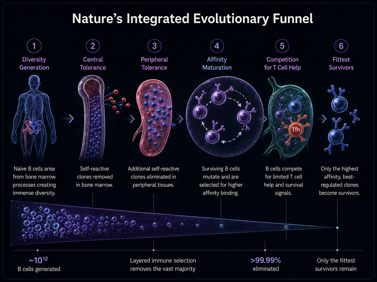 Visual comparison showing natural B-cell evolution as an integrated multi-stage selection funnel and current AI antibody design as isolated subtasks.